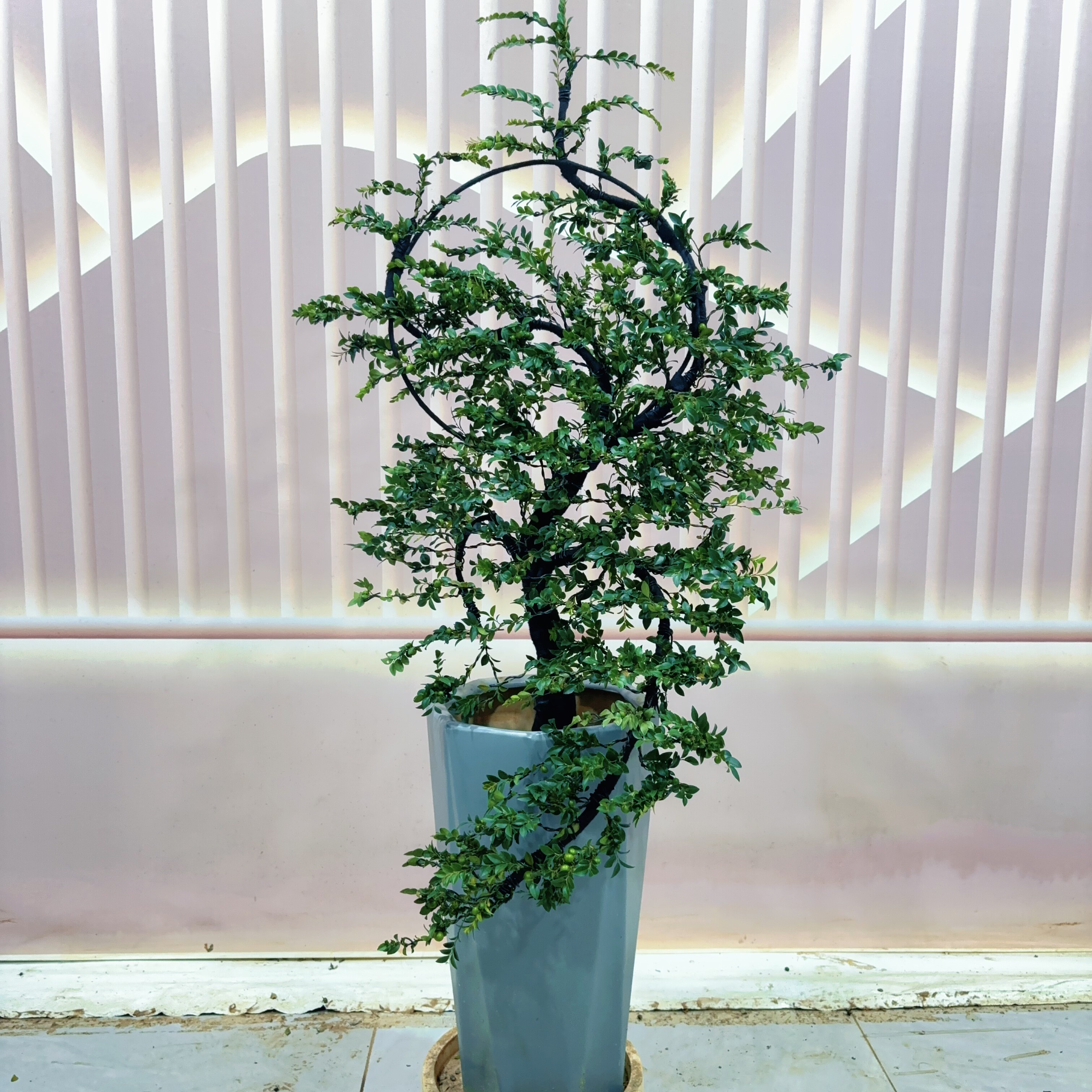 广东小叶紫檀老桩造型树室内客厅办公室桌面绿植盆栽四季常青 - 图2