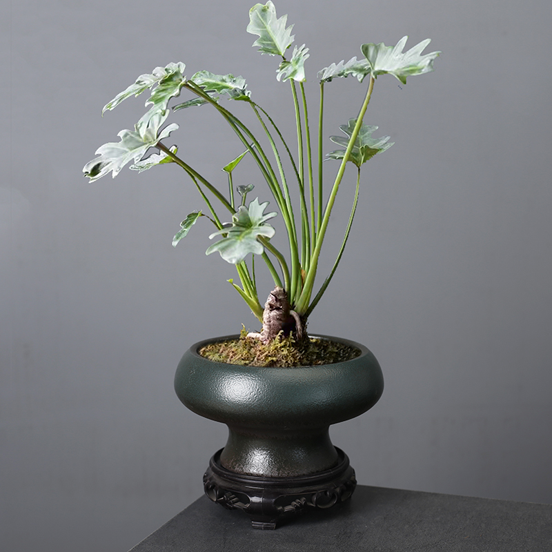 陶瓷插花花器禅意水仙花铜钱草水培盆器皿中式日式复古花艺花道-图2