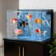 Jinjing's new ultra-white desktop fish tank ecological landscaping
