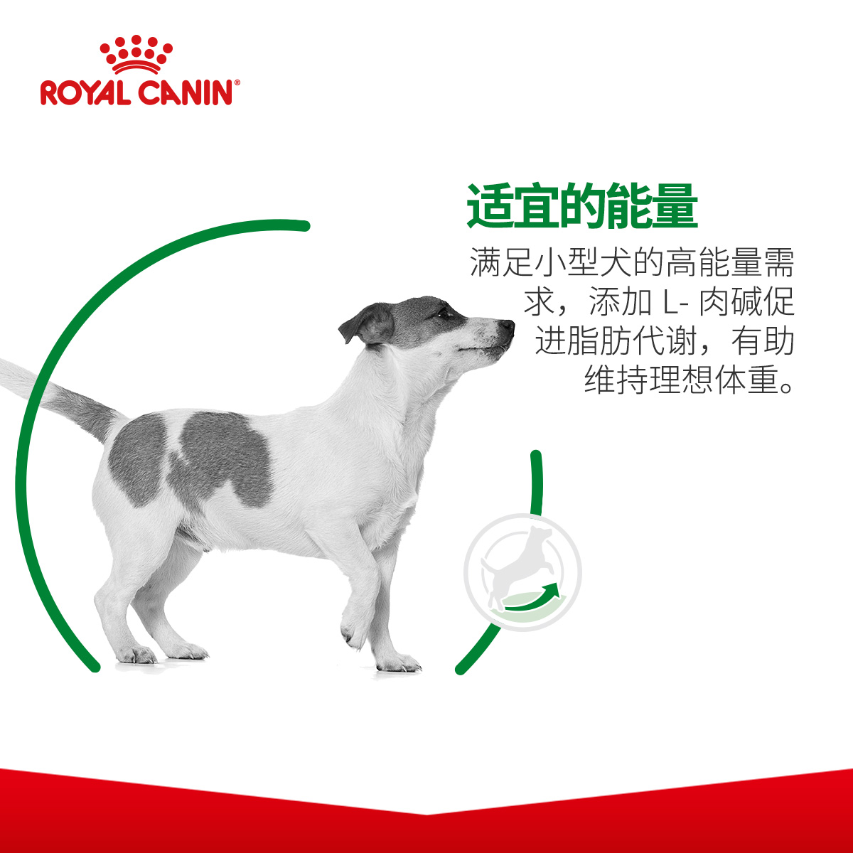 皇家狗粮PR27小型犬通用型成犬粮比熊泰迪专用狗主粮包邮2kg8kg - 图2