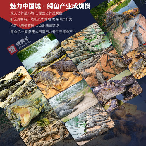 200克鳄鱼肉干 高品质煲汤料干货赠送汤料包非泰国进口非即食特产 - 图2