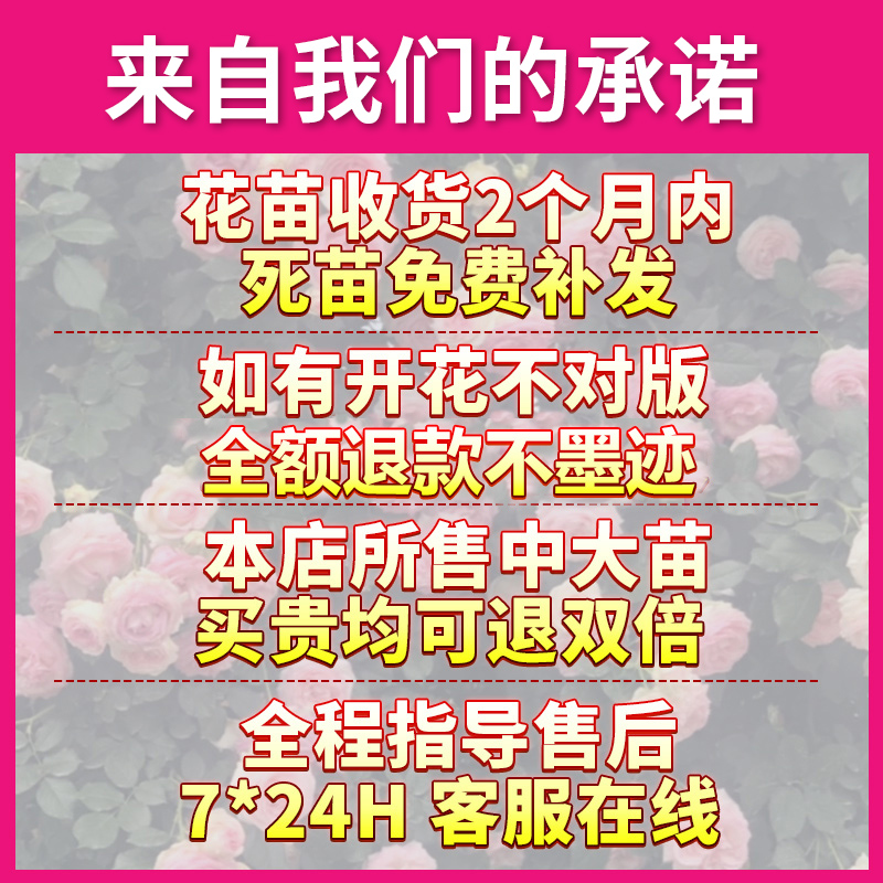 蔷薇花苗爬藤四季开花庭院藤本月季花苗大花爬墙植物花卉盆栽玫瑰 - 图1