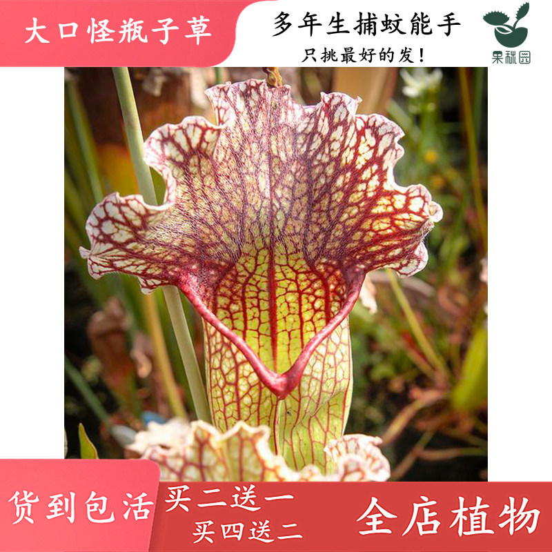 大口怪瓶子草【大型食虫植物鱼缸造景观布景食虫草吃虫绿植盆栽】,淘宝优惠券,粉丝福利购,淘宝优惠卷