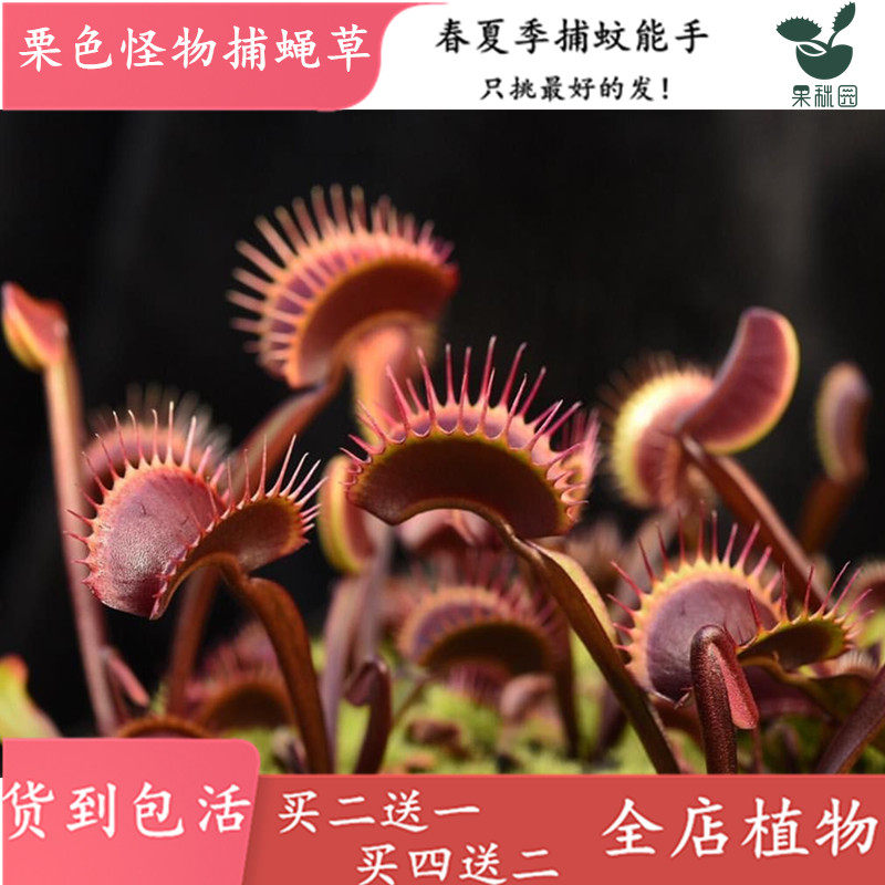 买二送一食虫植物捕蝇草驱蚊草捕蚊草猪笼草瓶子草超大嘴大食人花,淘宝优惠券,粉丝福利购,淘宝优惠卷