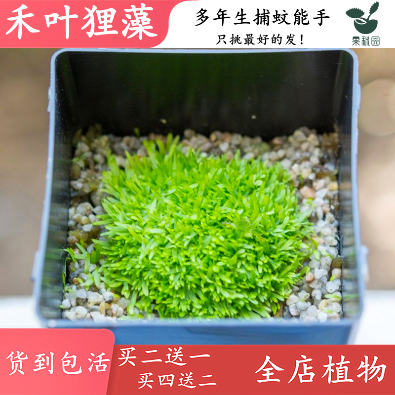 【禾叶狸藻】水里喜阴食虫植物水陆缸造景捕蚊子幼虫驱蚊捕虫草-图3