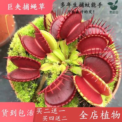 巨夹捕蝇草 四季驱蚊食虫植物盆栽食人花大食虫草捕蚊绿植盆栽 虎窝淘