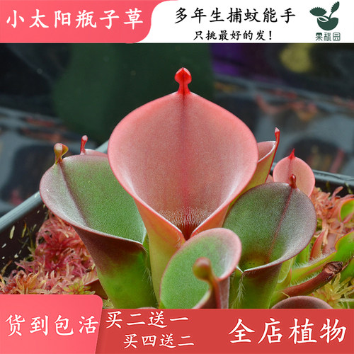 【小太阳瓶子草】高端食虫植物 稀有进口品种 捕虫草陆鱼缸造景观 - 图2