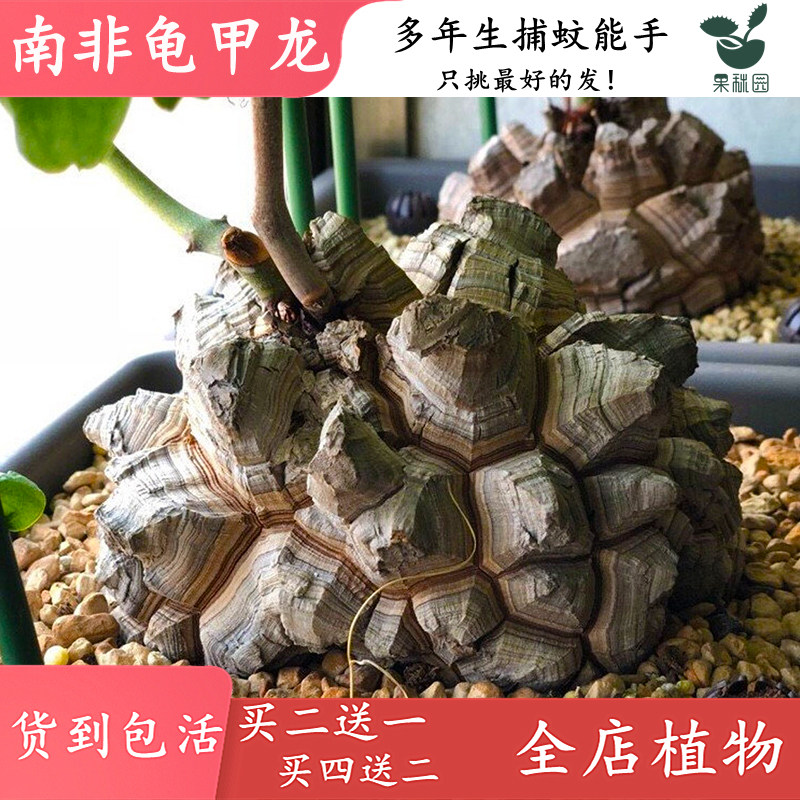 【南非龟甲龙】进口块根多肉植物 喜阴办公室带盆种好 可一物实拍,淘宝优惠券,粉丝福利购,淘宝优惠卷