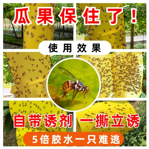 昆克瓜果实蝇粘胶板杀果苍蝇针蜂贴蜜锋诱捕器性引诱药剂黄粘虫板 - 图2