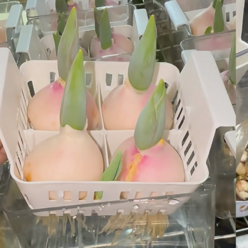 透明长方形塑料花盆水培郁金香种球专用含定植篮好养方便换水 - 图2