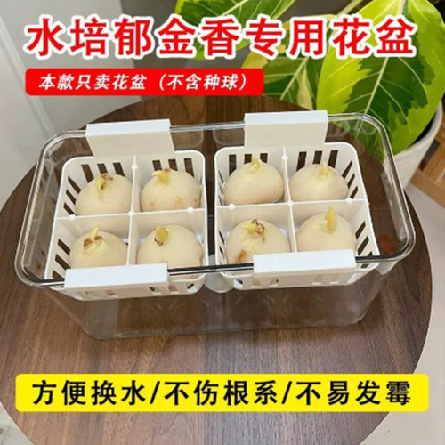 透明长方形塑料花盆水培郁金香种球专用含定植篮好养方便换水 - 图3