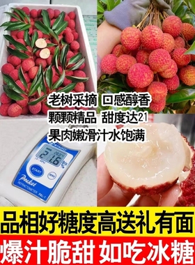 白糖罂荔枝新鲜现摘妃子桂花味笑王孕妇水果当季整箱5斤10斤广东