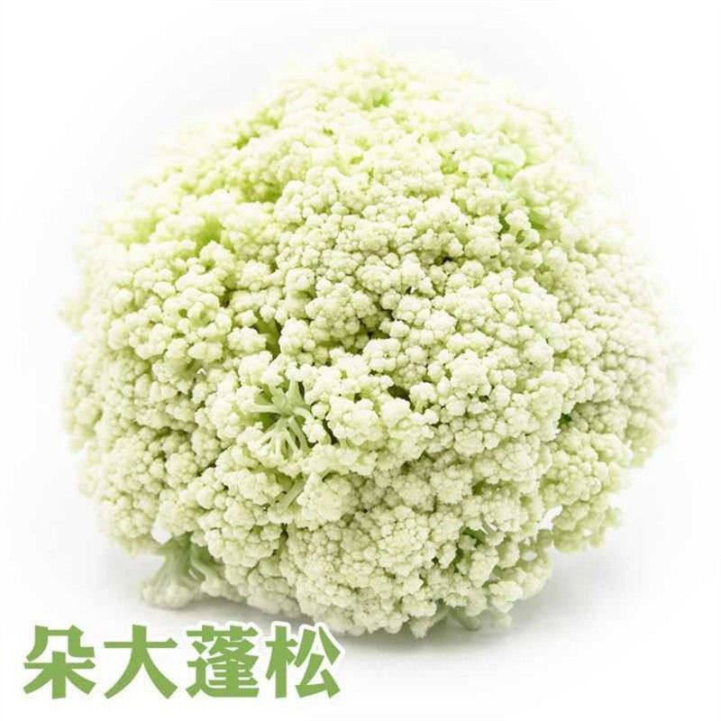 进口松花菜种子青梗花椰菜紧花菜种子四季春夏秋播种好吃