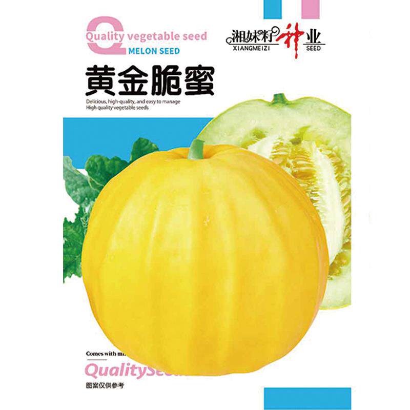 黄金脆蜜甜瓜种子早熟薄皮球形黄色拉人家用室内阳台清香甜瓜