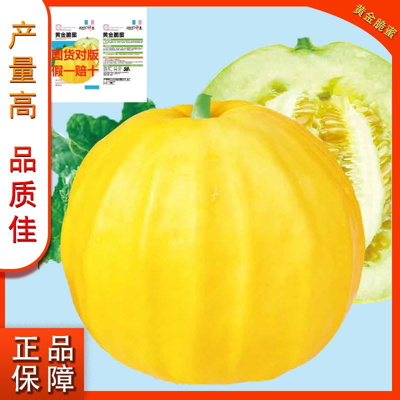 黄金脆蜜甜瓜种子早熟薄皮球形黄色拉人家用室内阳台清香甜瓜