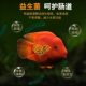 Rama Red Parrot ປາອາຫານອາຫານພິເສດສໍາລັບການເພີ່ມສີ