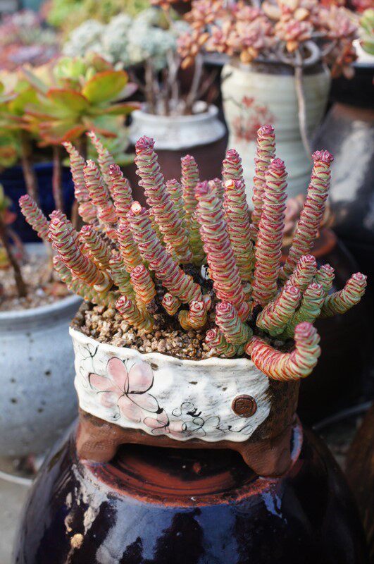 群生多头钱串老桩新手好养多肉植物盆栽组合萌肉肉绿植花卉