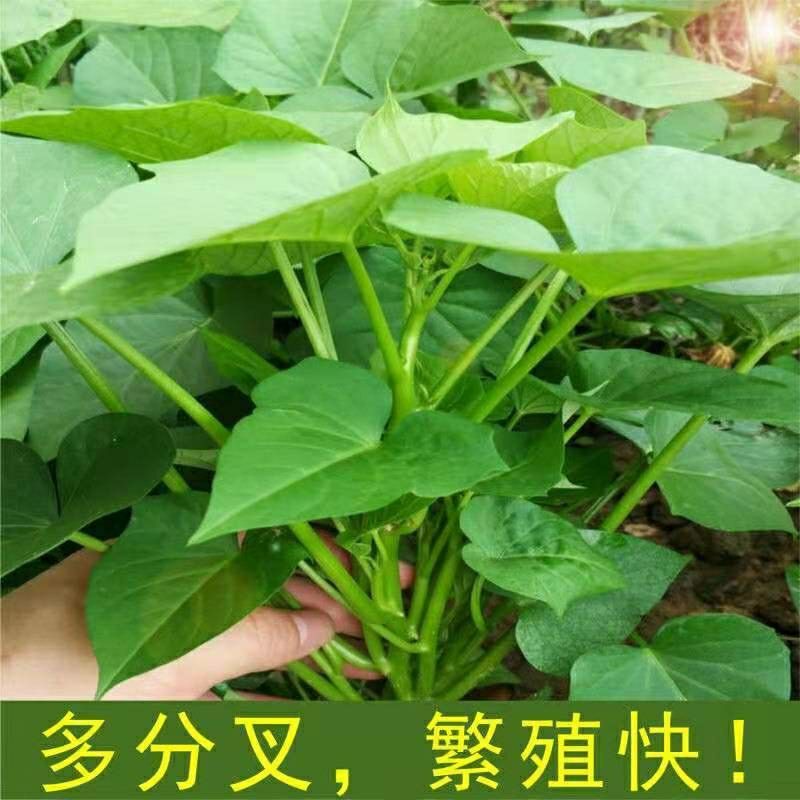 食叶型红薯苗福薯18号台农71广东带土发货正宗地瓜苗四季保健蔬菜 - 图0