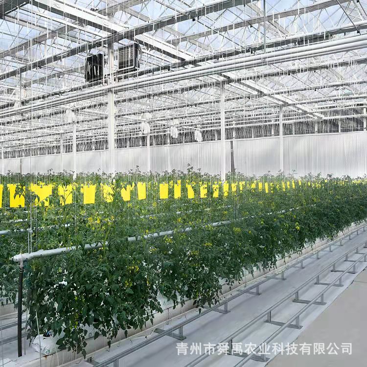 荷兰模式大棚山东厂家无土栽培设计施工智能温室 蔬菜种植温室棚 - 图1