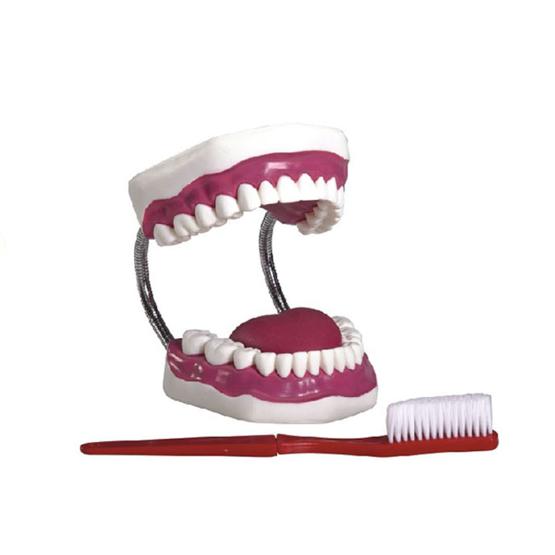弘德HD/K1牙护理保健模型28颗牙放大5倍口腔大小调节刷牙牙线舌头家政培训护士实习学生训练教学假牙磨具,淘宝优惠券,粉丝福利购,淘宝优惠卷