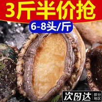 (high quality) 3 catty supersized fresh great abalone 1 bag 1 catfish abalone extra-large abalone live frozen seafood