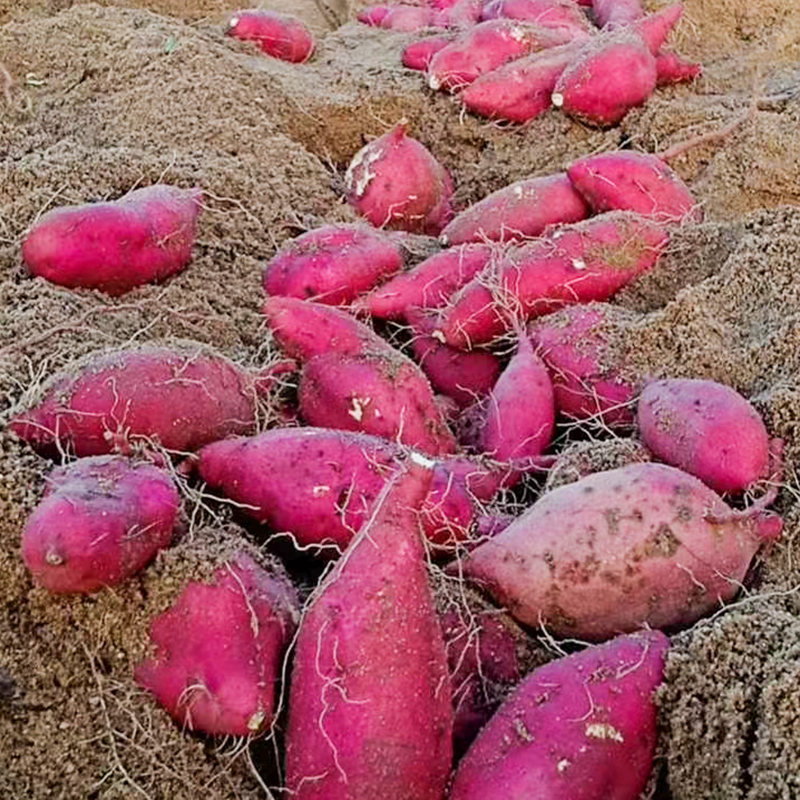 上上鲜旗舰店上上鲜 桥头地瓜海南澄迈正宗板栗薯蜜香甜紫皮沙地红薯包邮番薯50