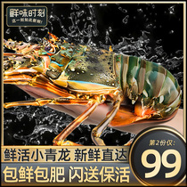 (Live Hair) Little Qinglong live homard extra-large dragon vert Austron Oron Boston Lobster Seafood Seafood