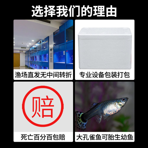 清道夫观赏鱼活体金苔鼠鱼缸清洁除藻工具小型淡水好养老鼠鱼宠物-图3