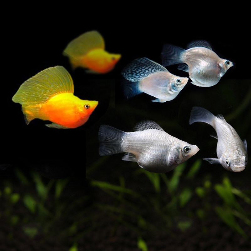 玛丽鱼皮球鱼红箭红玛丽米奇牡丹红白剑除油膜鱼胎生鱼热带观赏鱼 九块九特卖网