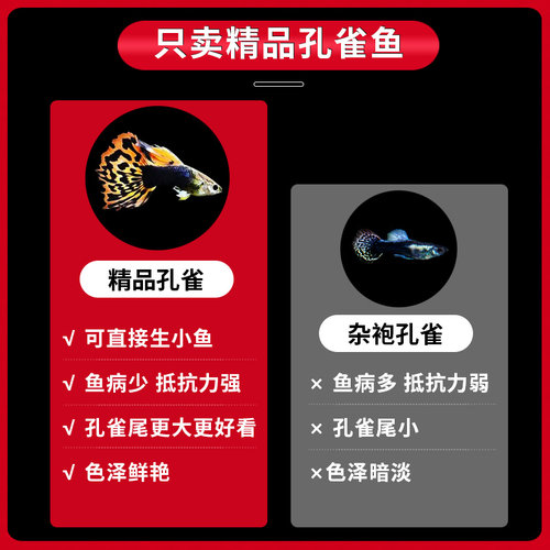 孔雀鱼鱼苗观赏鱼活体热带小型淡水好养耐活红绿灯斑马凤尾小鱼 - 图1