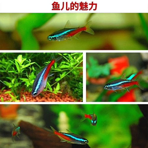 红绿灯鱼热带观赏鱼小型灯科鱼孔雀鱼斑马鱼宝莲灯鱼淡水鱼群游鱼 - 图0