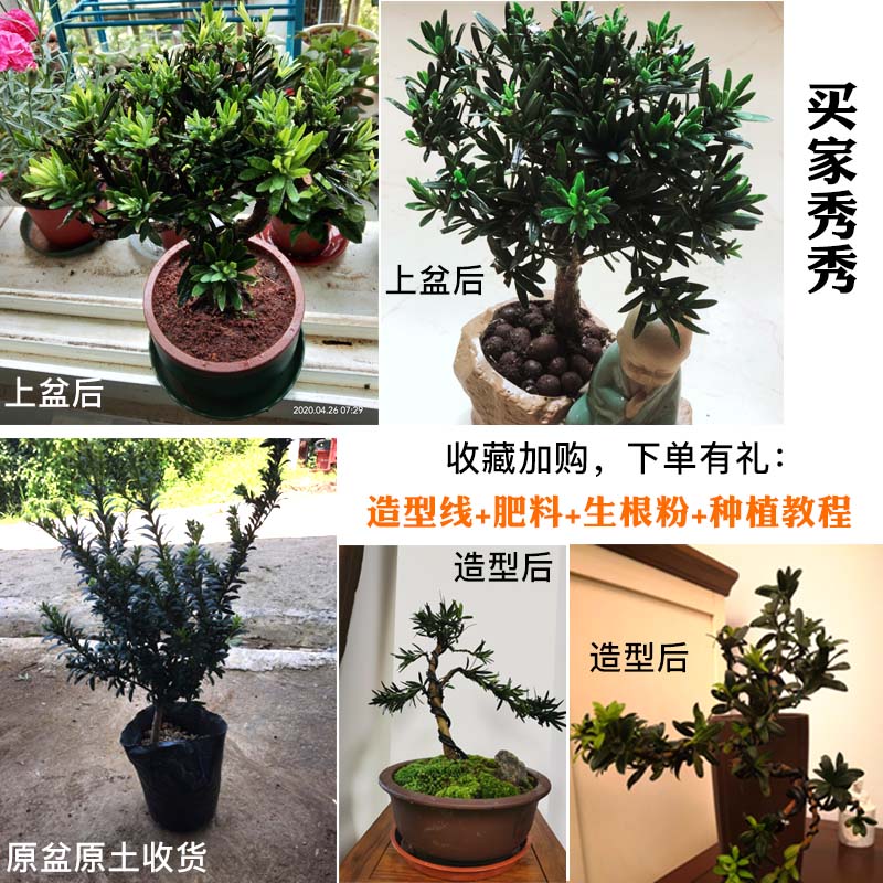 黑珍珠圆叶罗汉松盆景原生短叶树苗 正宗珍珠罗汉松下单即送造型线生根粉肥料 花满都花卉旗舰店 淘优券 黑珍珠圆叶罗汉松盆景原生短叶树苗 正宗珍珠罗汉松下单即送造型线生根粉肥料 花满都花卉旗舰店 淘优券