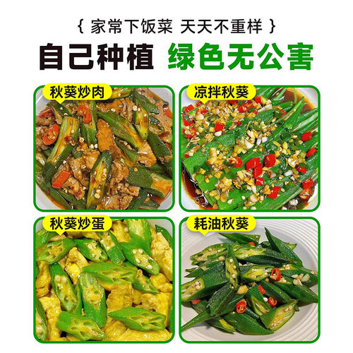 各种秋葵苗蔬菜苗秧大苗带土春季阳台庭院播种植水果红黄秋葵苗 - 图3