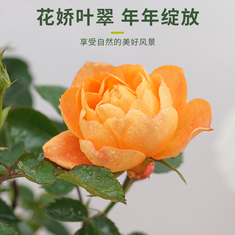 月季花苗绿植物室内花卉盆栽玫瑰果汁阳台浓香带花苞四季开花好养 - 图0