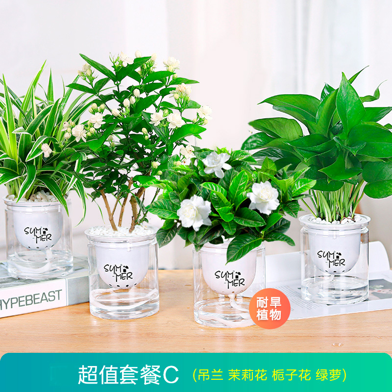 绿萝吊兰多肉发财树花卉盆栽植物办公室内小绿植水培甲醛好养吸除-图2