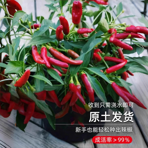 辣椒苗朝天椒苗青椒幼秧苗盆栽小米辣蔬菜秧苗阳台庭院春季种植苗 - 图1