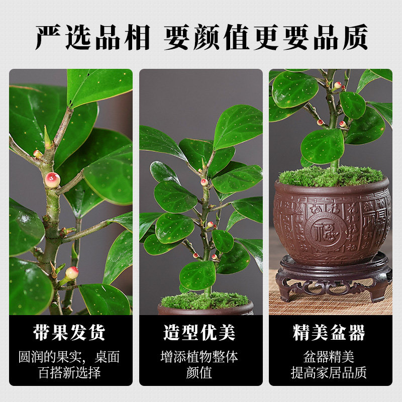 小盼菩提盆栽（带果发货）中式禅意植物办公室内桌面小绿植盆景