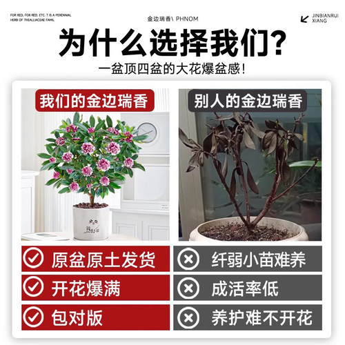 金边瑞香盆栽浓香型办公室内阳台花卉四季好养耐寒小绿植客厅盆景 - 图1