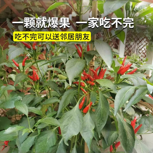 辣椒苗朝天椒苗青椒幼秧苗盆栽小米辣蔬菜秧苗阳台庭院春季种植苗 - 图2