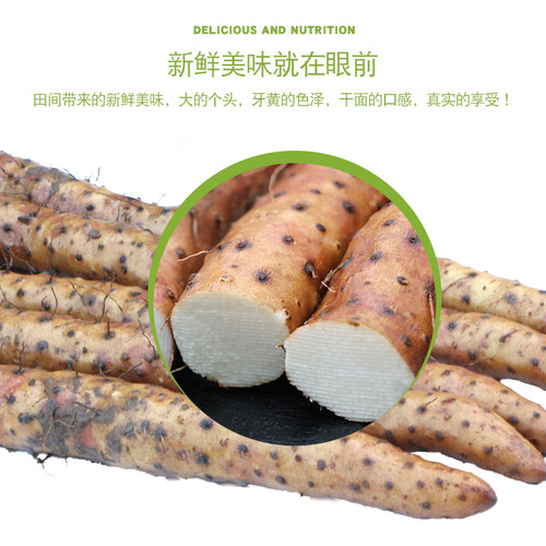 垆土河南焦作温县铁棍山药新鲜5斤官方旗舰店正宗紫怀淮山铁杆 - 图1