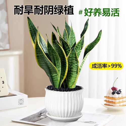 金边虎皮兰盆栽花卉绿植水培植物办公室内好养易活净化空气虎尾兰 - 图2
