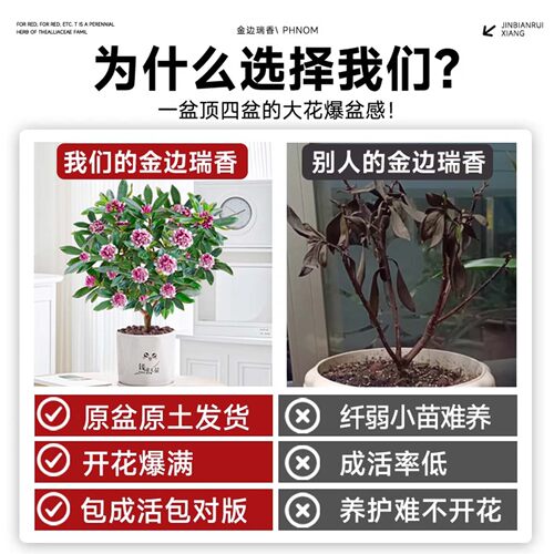 金边瑞香盆栽浓香型带花苞大苗老桩客厅室内花卉四季耐寒植物盆景 - 图0