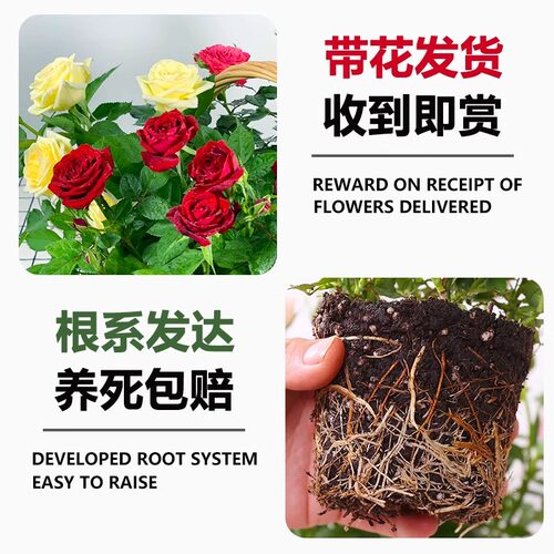 云南玫瑰花树苗盆栽特大苗花期带花卉室内外庭院阳台浓香型绿植物 - 图2