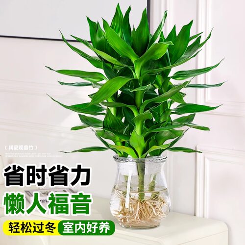 观音竹富贵竹水培带根花卉绿植客厅室内盆栽水养转运竹子好养易活 - 图2