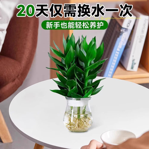 观音竹富贵竹水培带根花卉绿植客厅室内盆栽水养转运竹子好养易活 - 图0