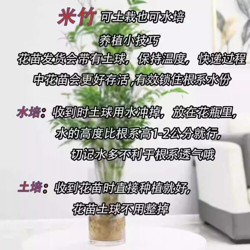 水培米竹盆栽室内水养植物观音竹富贵竹南天竹四季懒人绿植好养活 - 图3