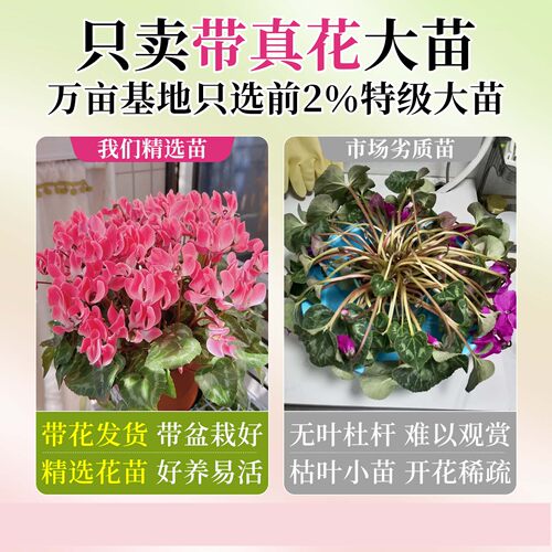 仙客来盆栽带花苞室内客厅花卉重瓣年宵花好养大花苗观花植物易活 - 图0