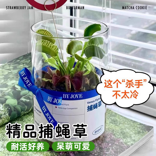 超大捕蝇草盆栽猪笼草驱蚊草捕虫草食虫草懒人好养室内桌面绿植物 - 图2
