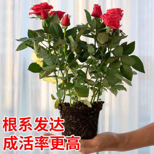 云南玫瑰花树苗盆栽特大苗花期带花卉室内外庭院阳台浓香型绿植物 - 图1