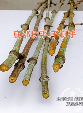 楠竹毛竹新鲜枝条实心竹竿教鞭教师专用上课打狗防身软竹鞭子训练